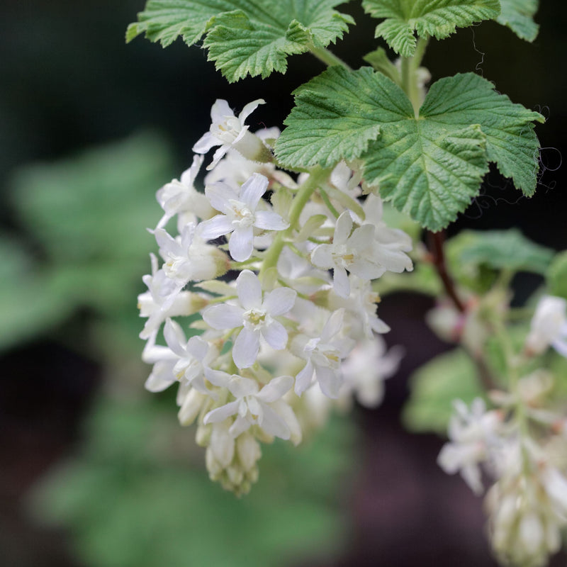 Biologische kleine witte struik met vroege bloe
