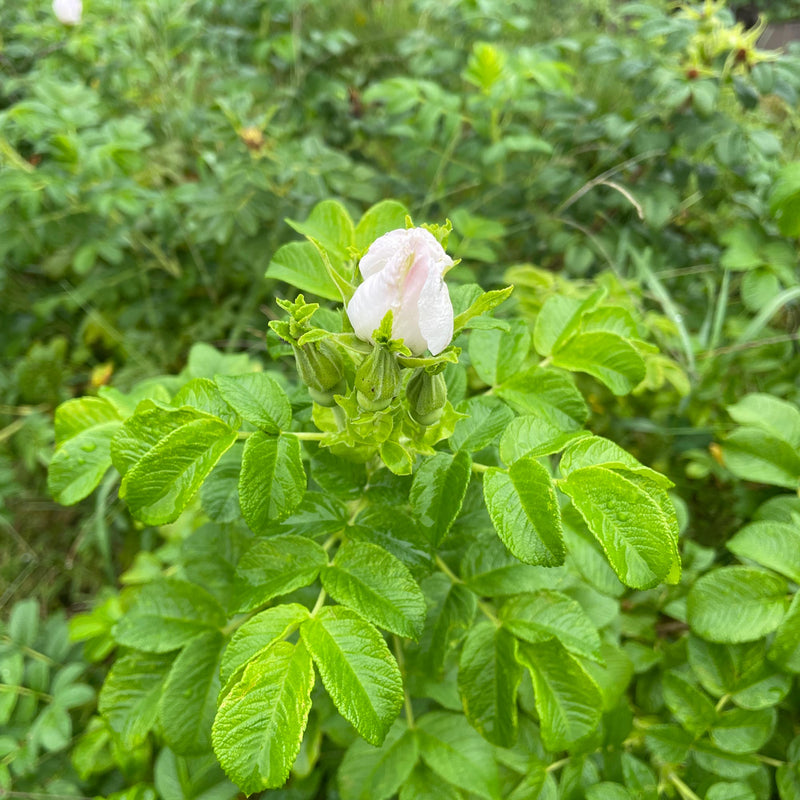 Rimpelroos-rosa-alba-in-de-tuin