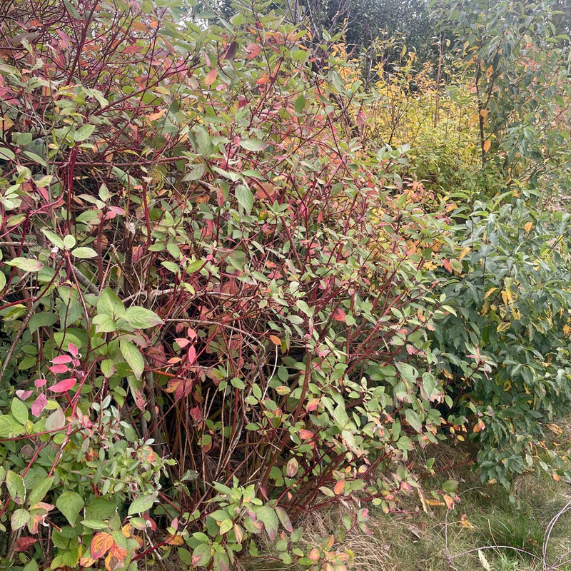 Rode Kornoelje Cornus Sanguinea in de tuin rode takken