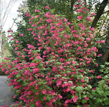 Rode Ribes King Edward