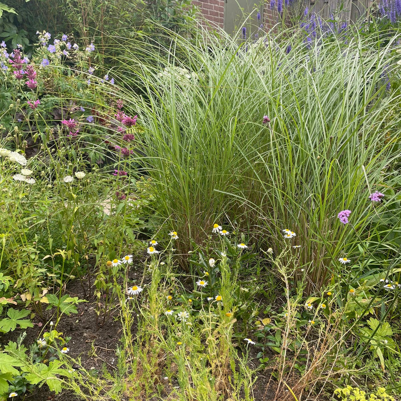 Roomse kamille in een tuin