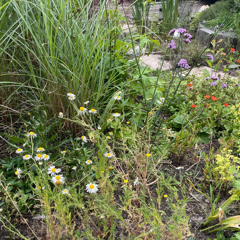 Roomse kamille in een tuin