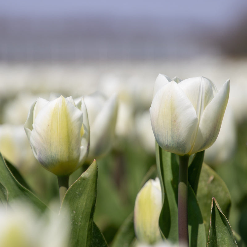 Tulp Royal Virgin