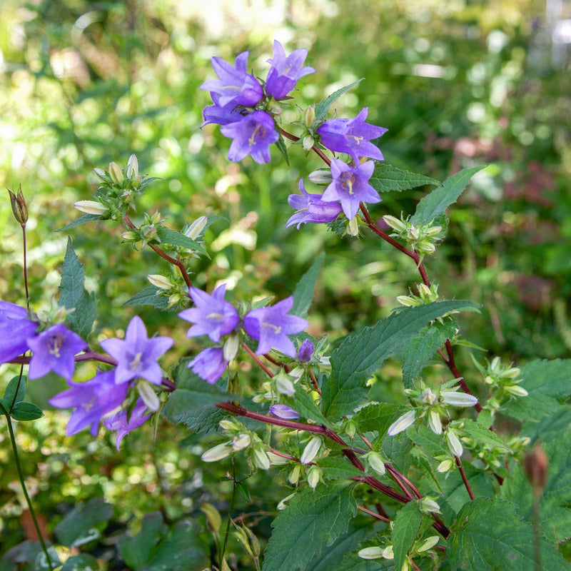 Ruig klokje in bloei in een tuin