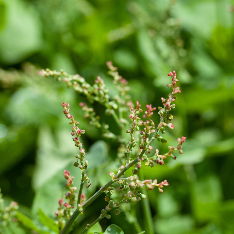 Biologische geteelde spaanse zuring met rode bloemen. 