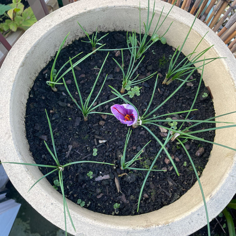 Saffraankrokus in pot met bloeiende paarse bloem
