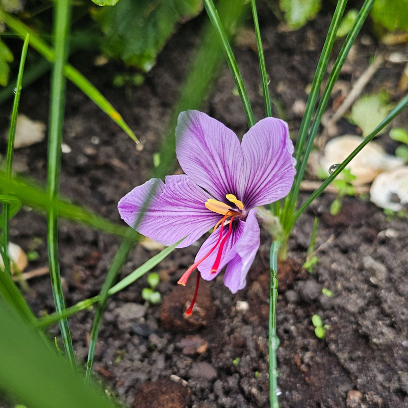 Close-up saffraankrokus met paarse bloem