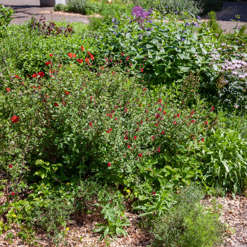 salvia met rode bloemetjes in een border