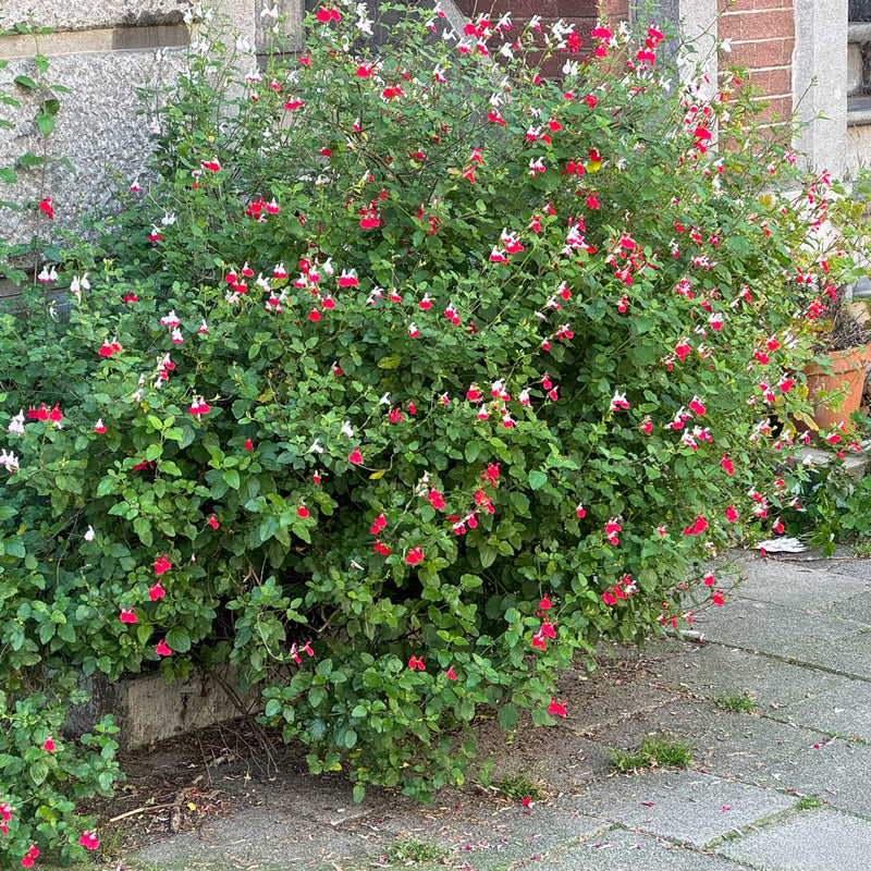 salie struik met rood witte bloemetjes in een geveltuin