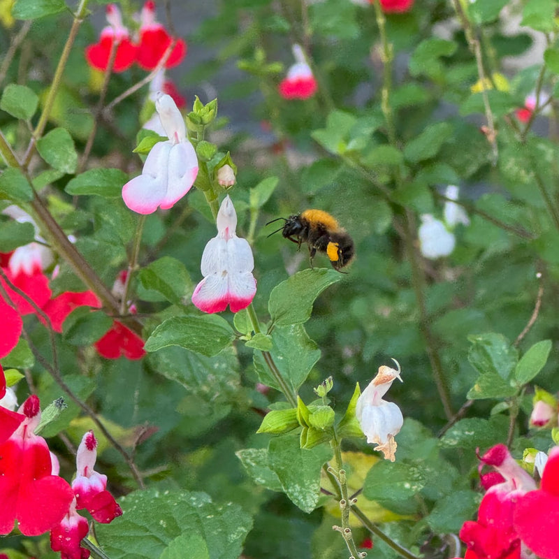 close up van salvia rood witte bloem met een hommel