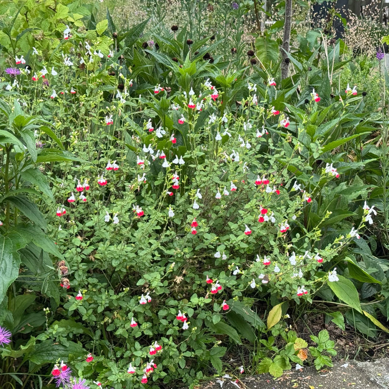 salie struik met rood witte bloemetjes in een border