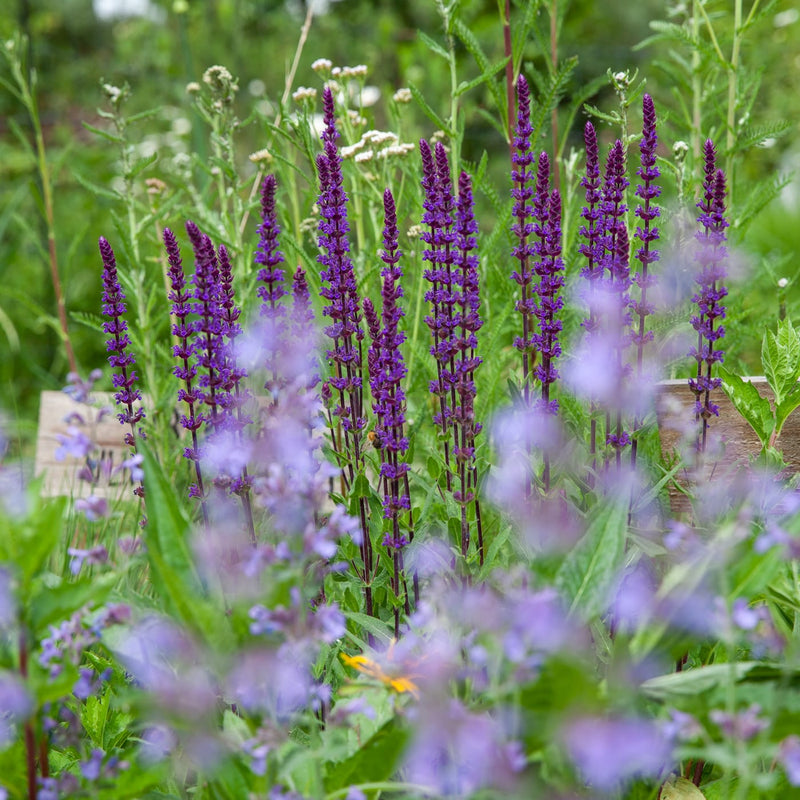salvia caradonna achter kattekruid walkers low in een vlinderpakket