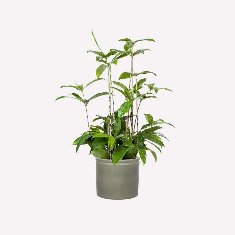 Salie glanzend 19 Keramieken pot met dracaena Srculosa plant