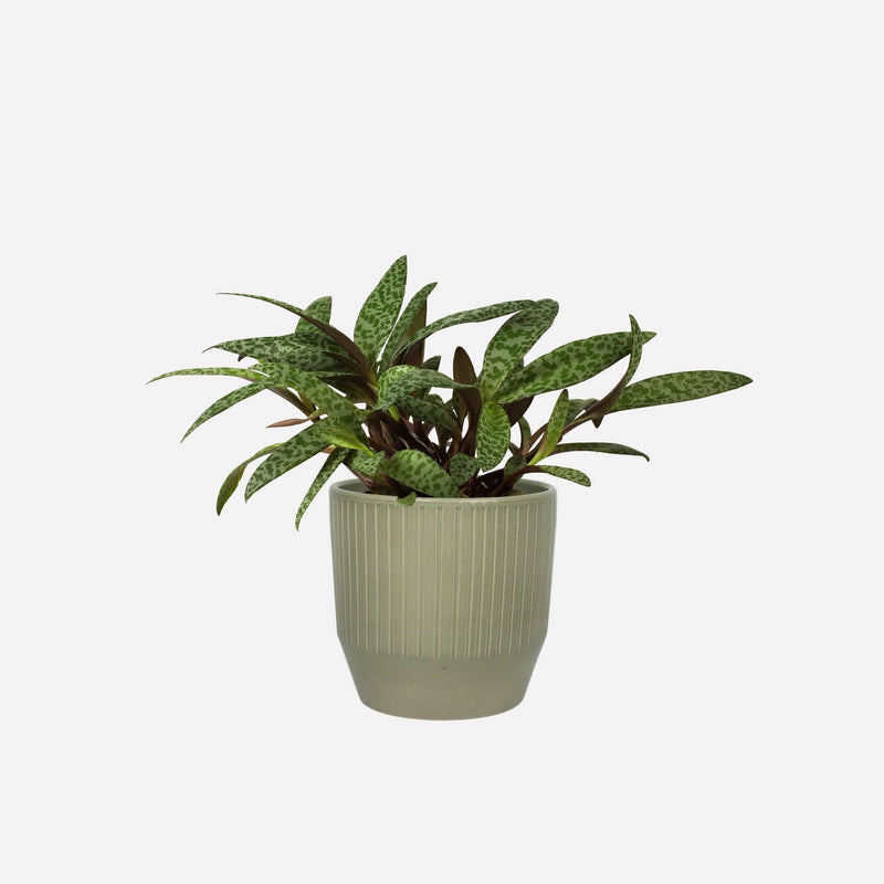 Salie ribbel keramieken pot met Ledebouria bio plant