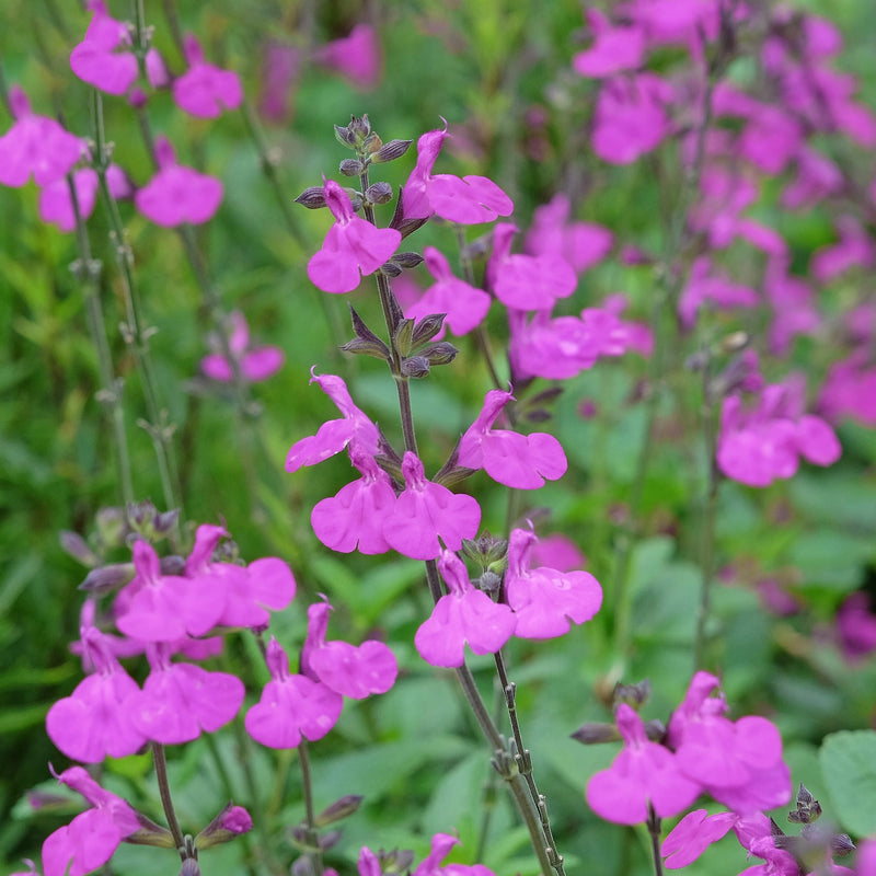 salie plant met rozepaarse bloemen