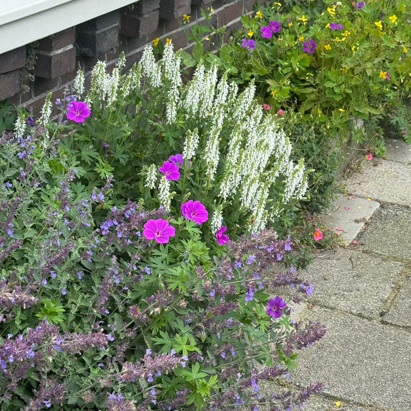 Salvia schneehugel in geveltuin