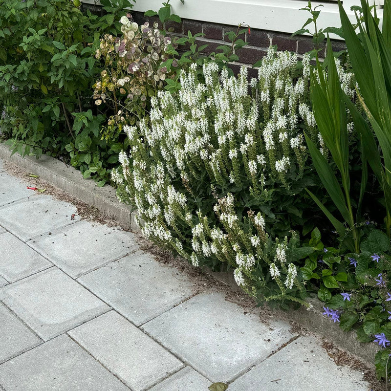 salvia schneehugel in geveltuin