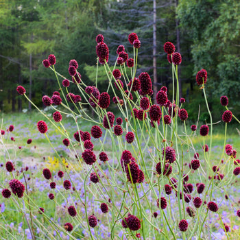 Grote Pimpernel Tanna