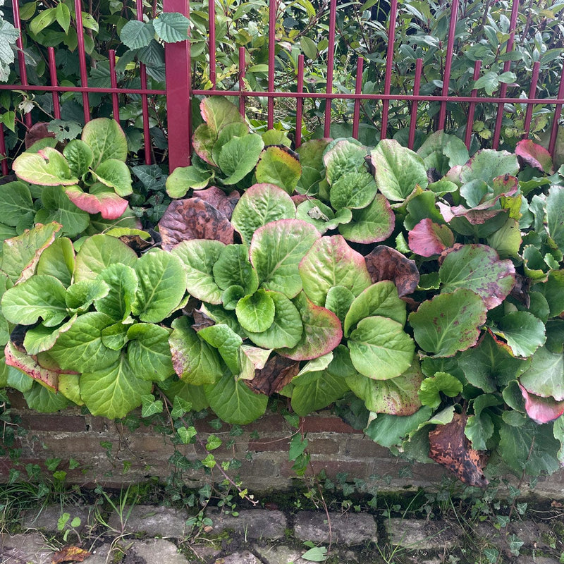 Schoenlapperplant in border bij hek