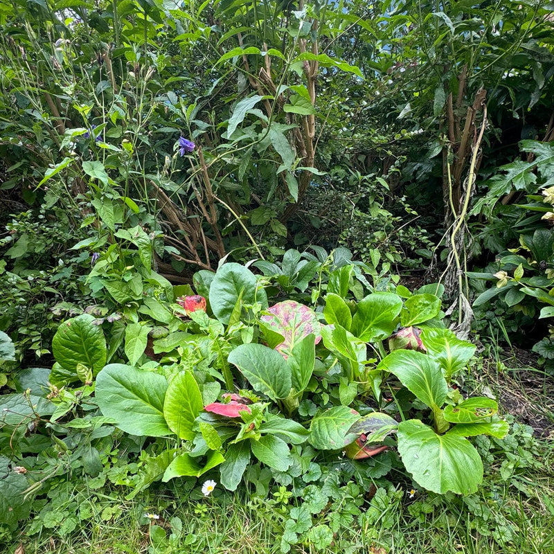 Schoenlappersplant in tuin