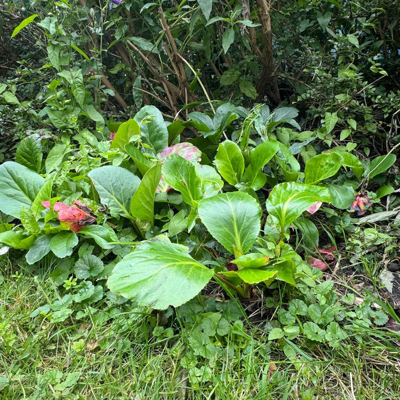 Schoenlappersplant in tuin