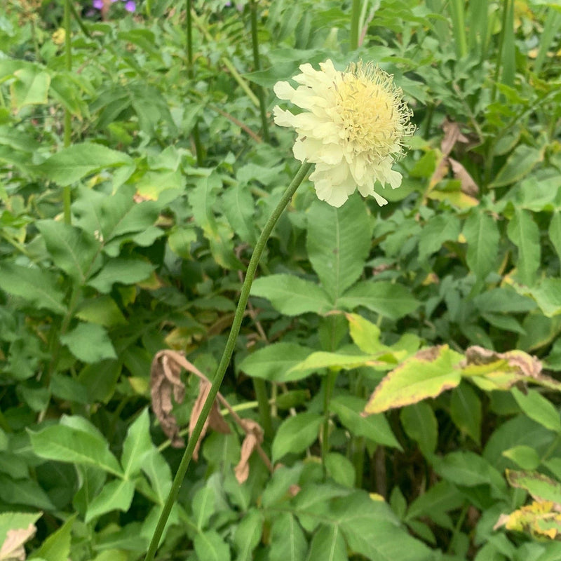 Duurzaam gekweekte schoepkruid met een lichtgele kleur. 
