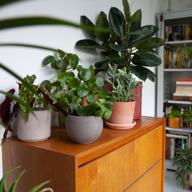 Senecio Crassissimus op kastje tussen diverse kamerplanten in huiskamer