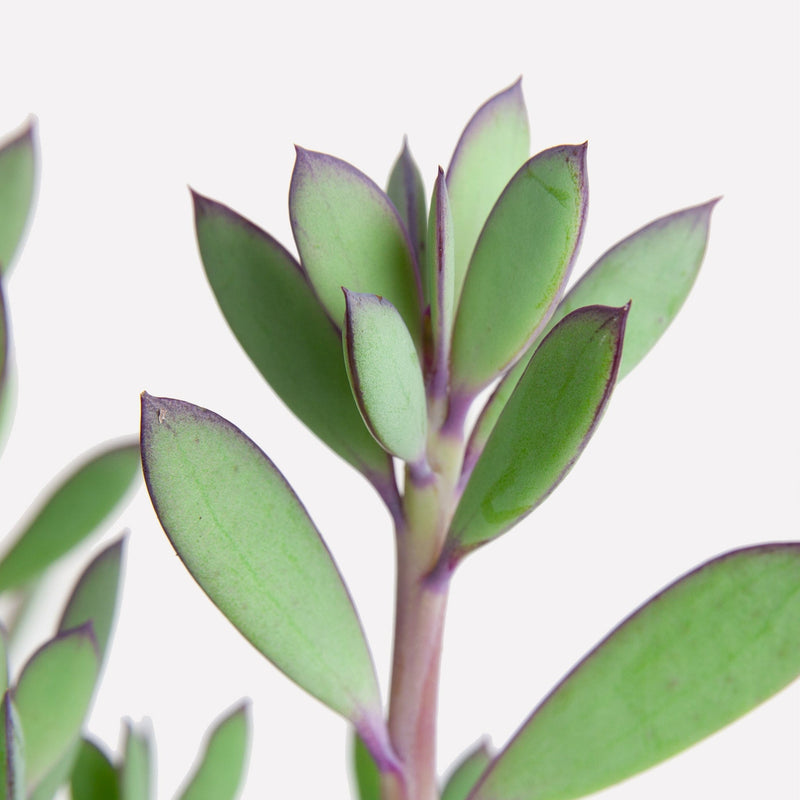 Senecio Crassissimus close up van blad