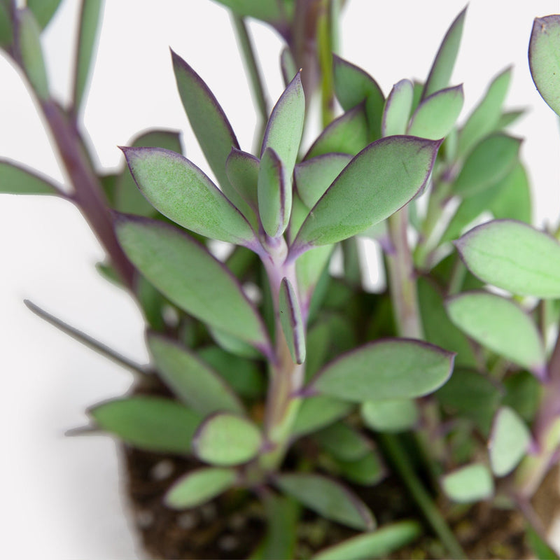 Senecio Crassissimus van boven af close up 