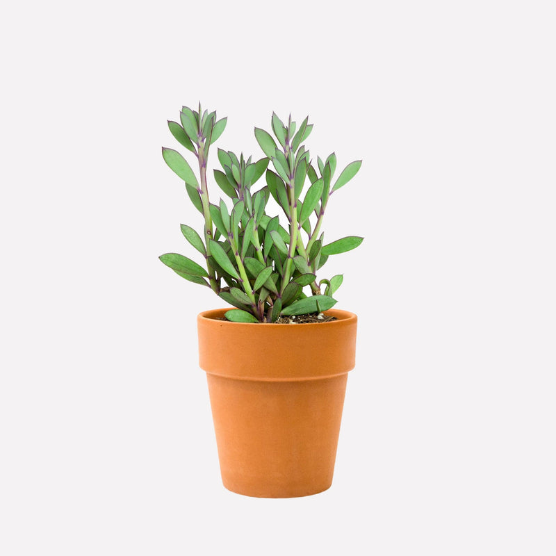 Senecio Crassissimus met terra pot hoog 15