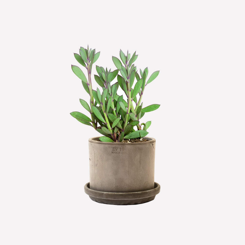 senecio crassissimus met strak grijs pot