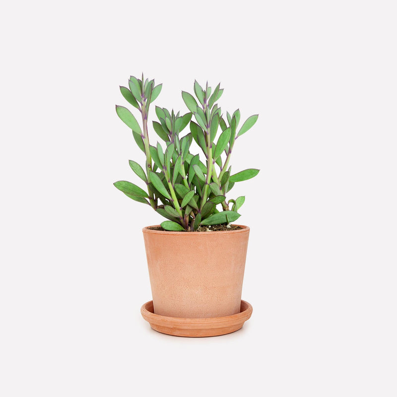 Senecio crassissimus met licht terra vaso pot 15