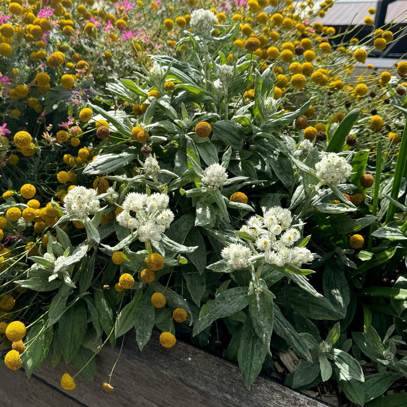 Siberische edelweiss in plantenbak in combinatie met andere planten