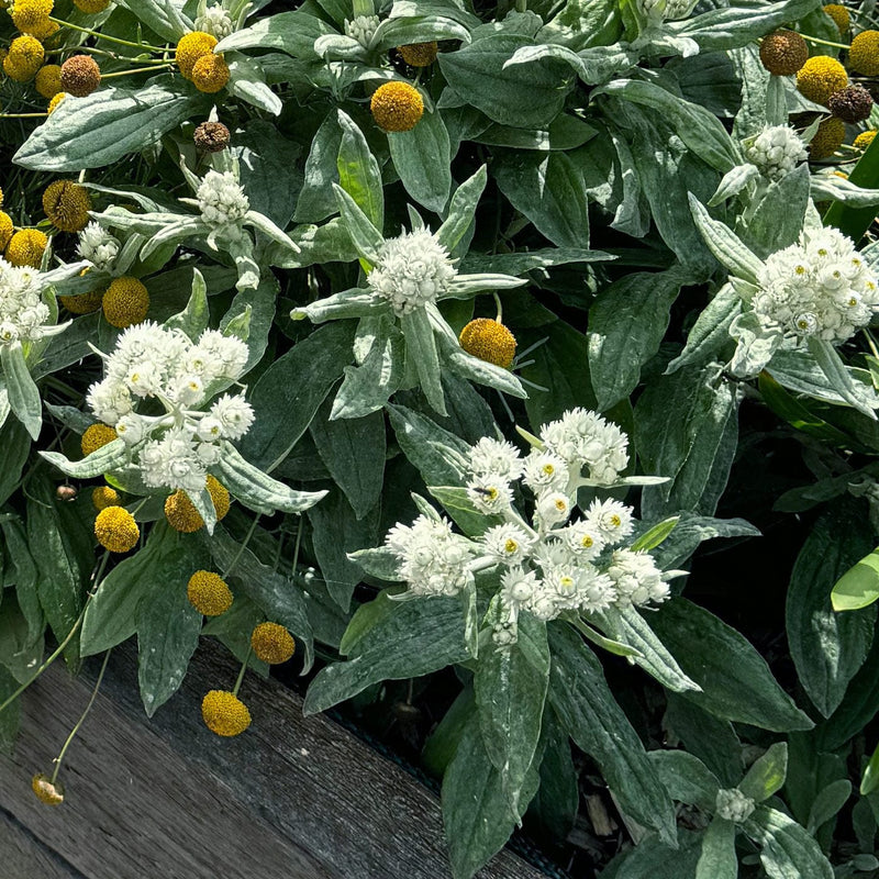 Close up bloemen siberische edelweiss