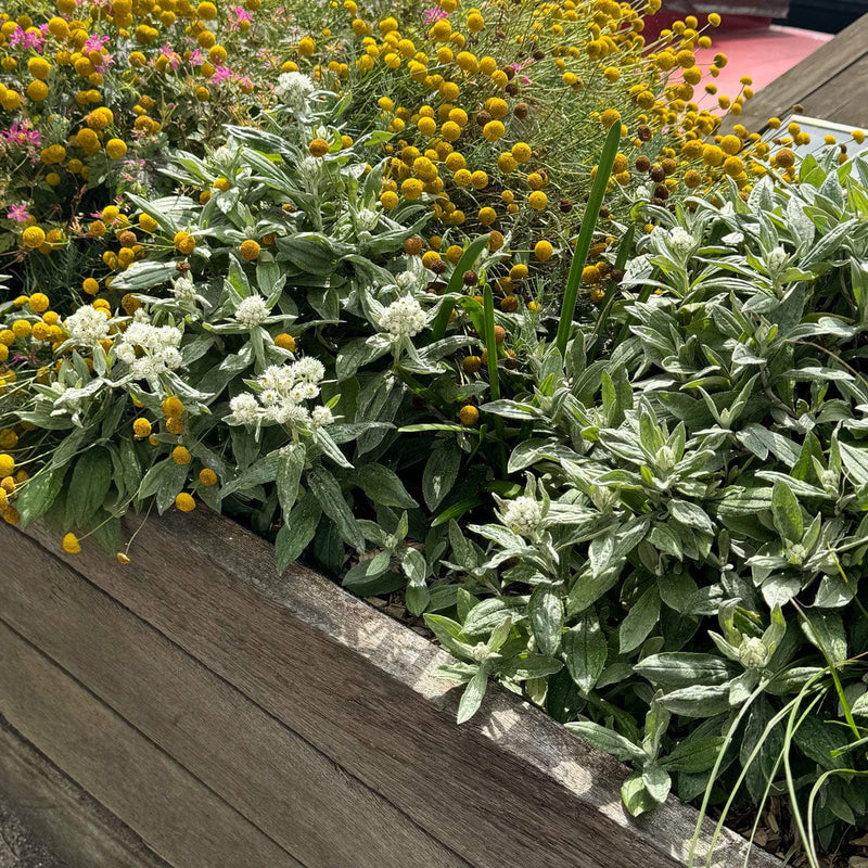 Siberische edelweiss in plantenbak