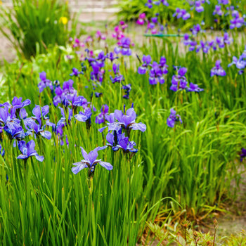 Baardloze Iris Blue King