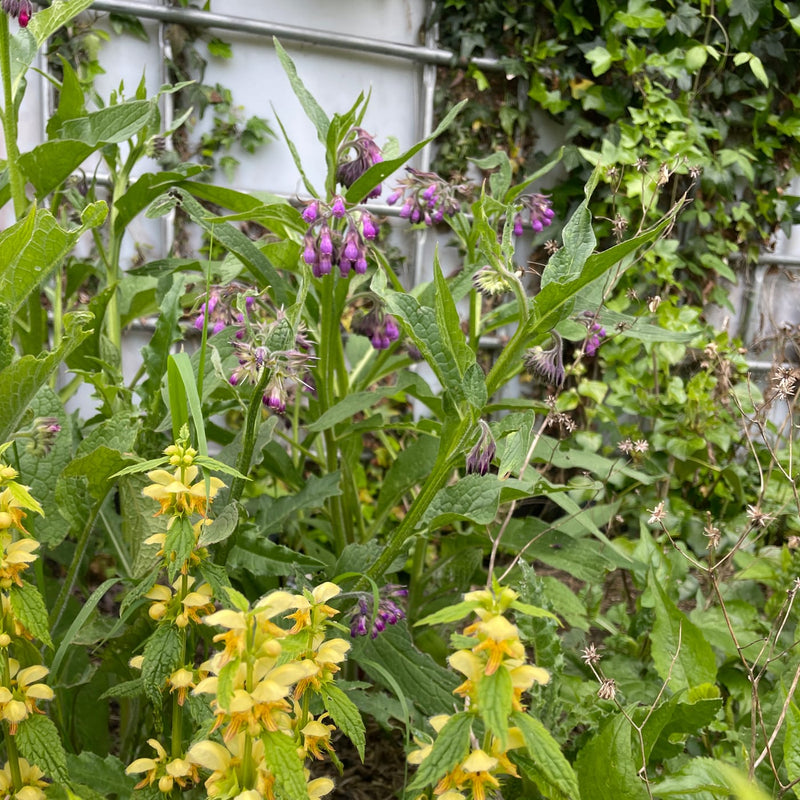 inheemse plant met roze kelkjes bijenplant