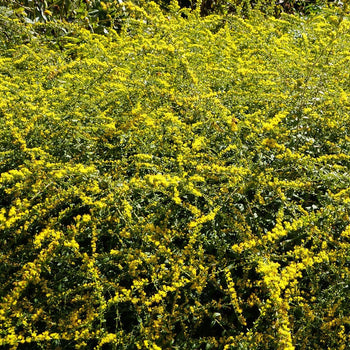 Guldenroede Fireworks