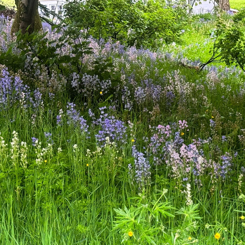 lila roze en witte kelkbloemen in een tuin