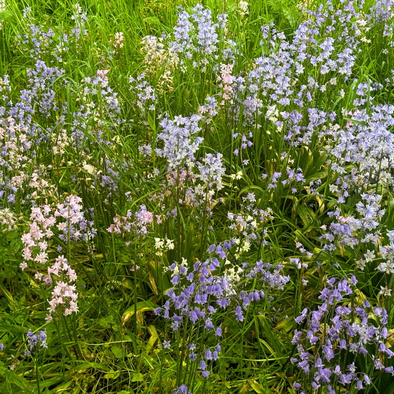 lila roze en witte kelkbloemen in een tuin