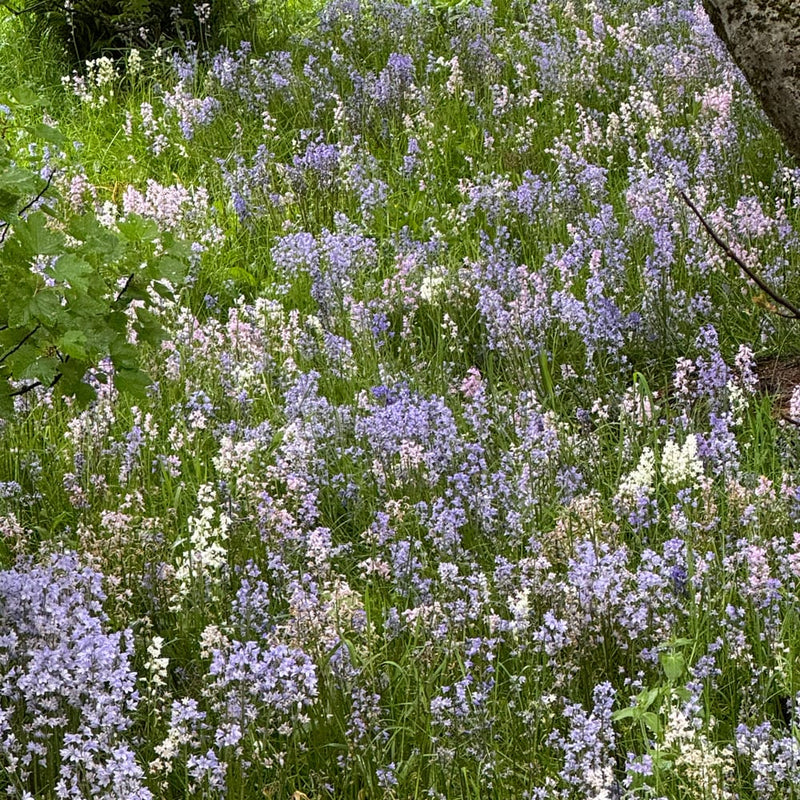 lila roze en witte kelkbloemen in een tuin