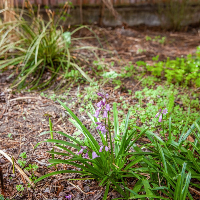roze kelkbloemen aan een steel in een tuin