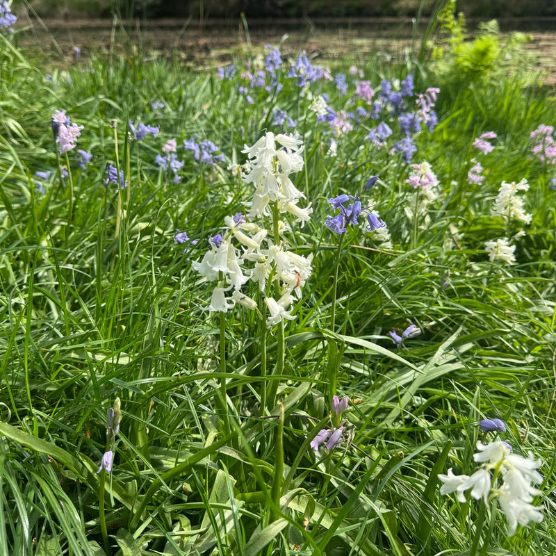 een witte Spaanse hyacint met op de achtergrond blauwe en roze in een grasveld
