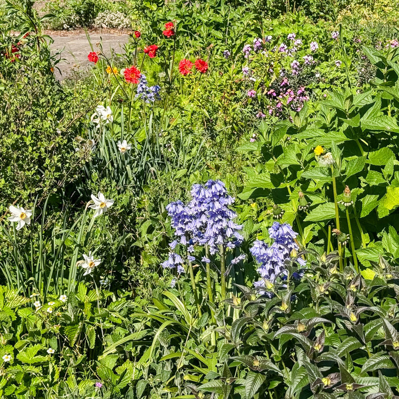 blauwe klokjes in de zon in een border