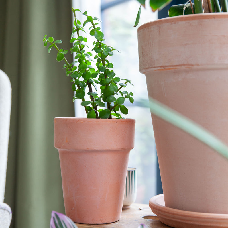 Spekboom plant in terra pot in huiskamer