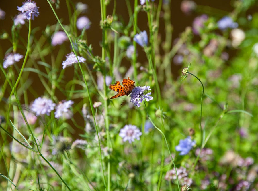 1.358.709 bio planten