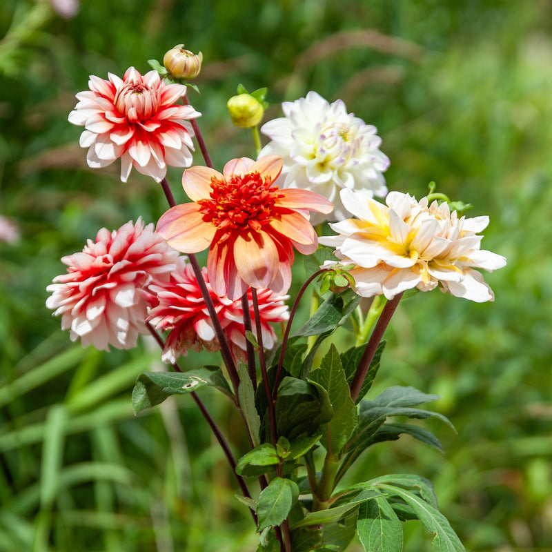 boeken van vijf verschillende dahlia's uit de romantische mix