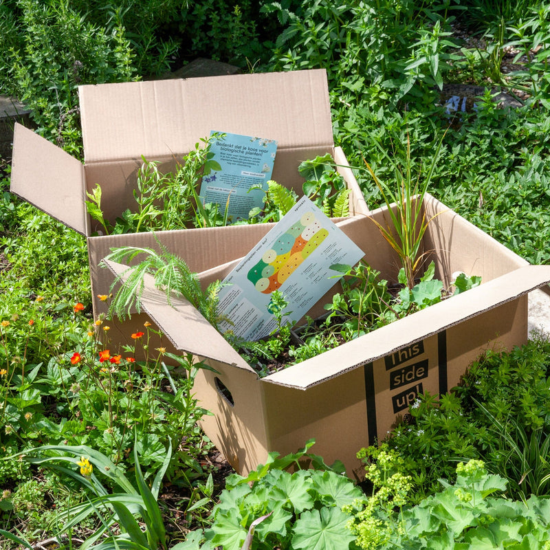 borderpakket geel haf-zon, planten in doos met beplantingsplan