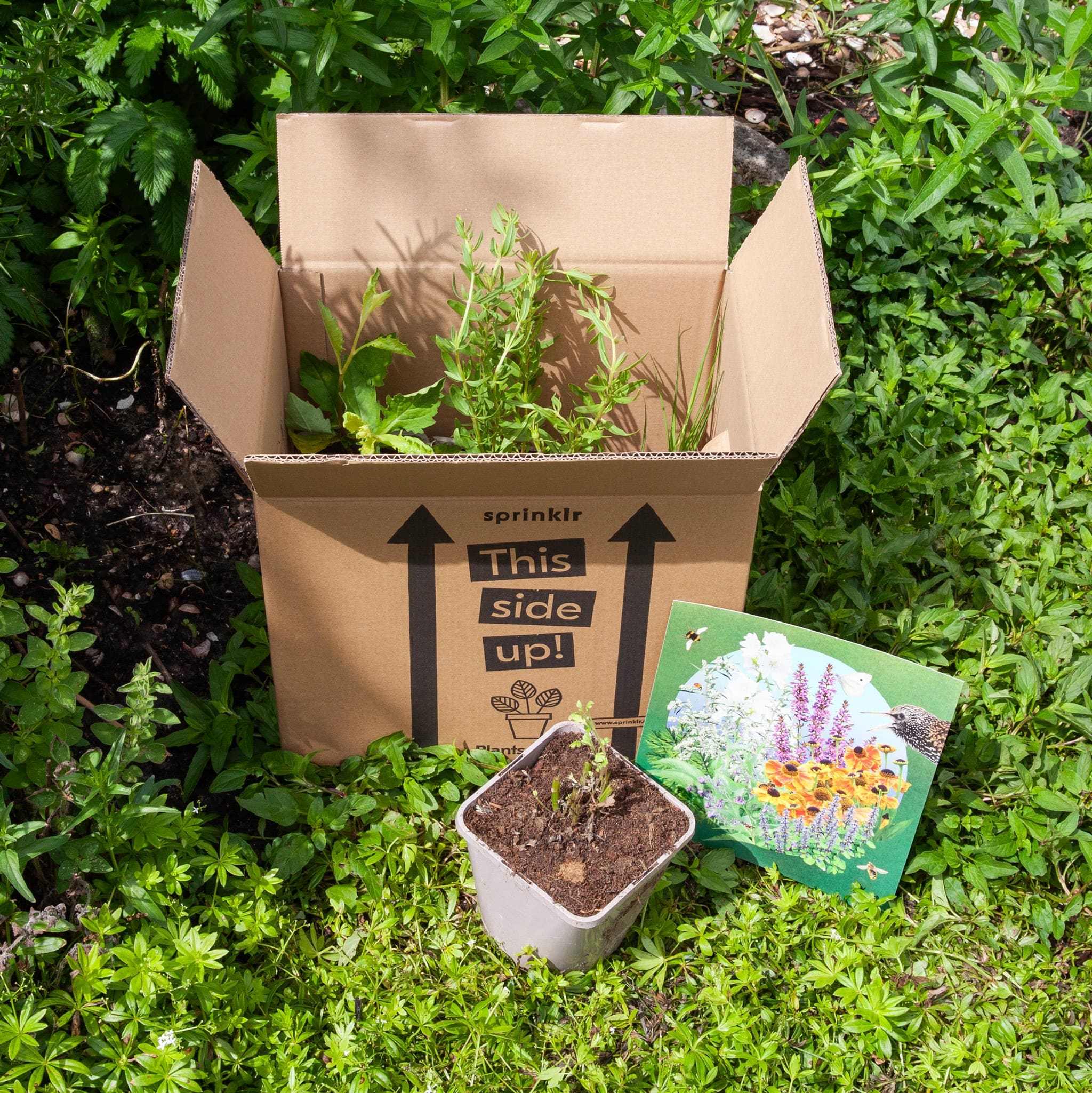 Eco Tuintje | Biologische Tuinplanten - Sprinklr