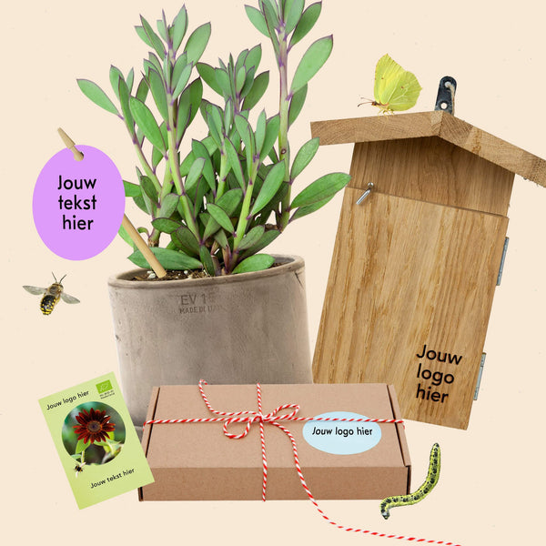 Liedewij tussen de kerst kamerplanten